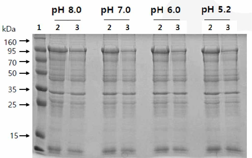 Screening for binding of recombinant protein from B. canis according to buffer pH. Coomassie blue staining of binded protein after separating on 12% SDS-PAGE. Lane 1, protein marker, Lane 2, load on total protein extacts before binding, Lane 3, flow-through after binding during 2 hours