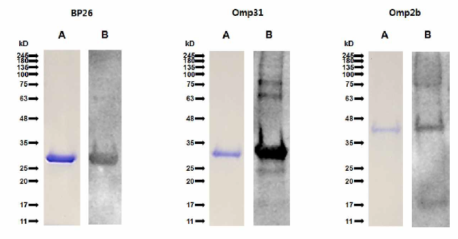 Evaluation of expression, purification and immunoblotting analysis of recombinant proteins from B. cauls. (A) Coomassie blue staining of expressed and purified proteins after separating on 12% SDS-PAGE. (B) Immunoblotting analysis was performed with pooling of antisera from B. cauis-positive dogs