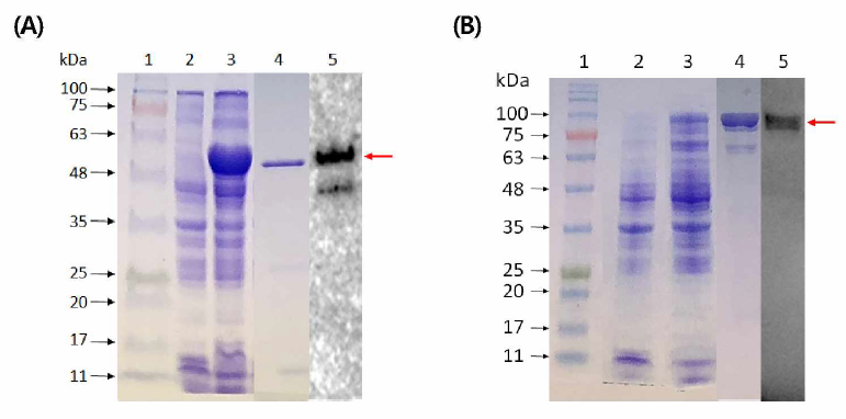 Evaluation of expression, purification and immunoblotting analysis of combinated recombinant proteins(A; BP26+Omp31, B; BP26+Omp31 +Omp2b) from B. canis. Lane 1, molecular weight markers, Lane 2, total protein extracts from non-induced of E. coli BL21 containing pCold(A) or pET(B) vector. Lane 3, total protein extracts from E. coli BL21 containg vectors after 18 h post-induction with 1 mM IPTG. Lane 4, purified recombinant proteins Lane 5, Immunoblotting analysis performed with pooling of antisera from B. canis-positive dogs.(The expected molecular size indicates in Table 2)