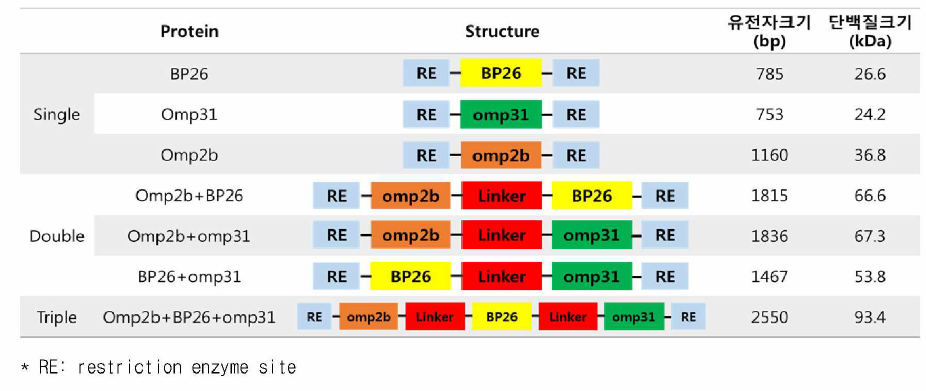 2/3종 유전자 조합으로 제작된 재조합단백질 구조 및 크기