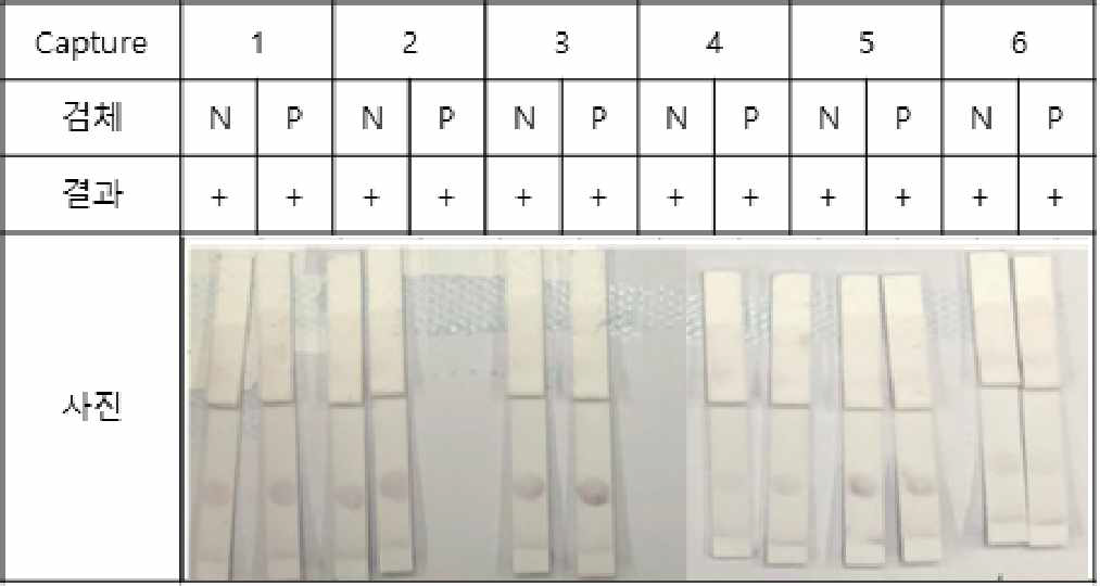 B. canis 다중항원의 반응성 평가(anti-canine IgG capture 1mg/ml)