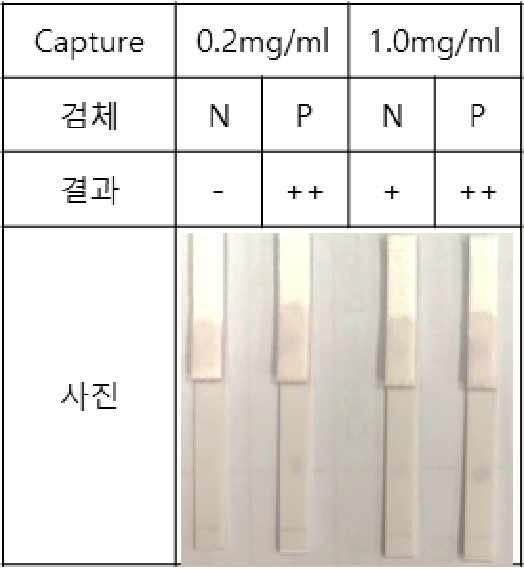 B. canis 다중항원 샌드위치 form의 반응성 평가