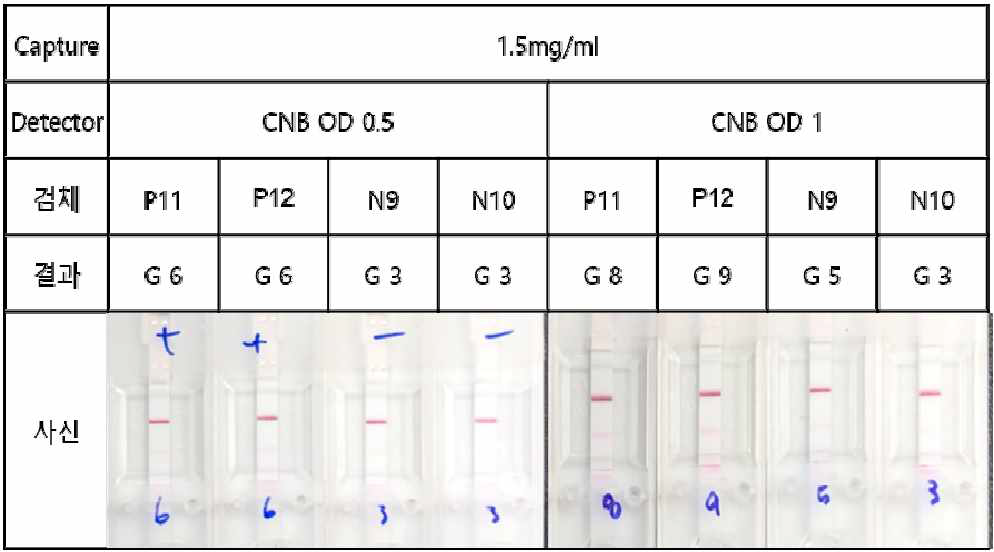 B. canis 다중항원(1.5mg/ml) 신속진단키트의 detector(CNB pad) OD 조절