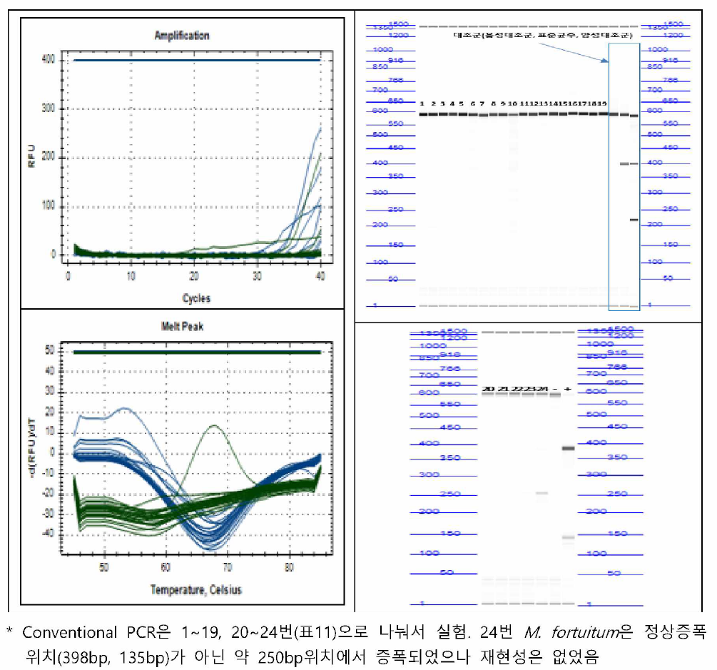 결핵균 외 기타 균주에 대한 비특이 중폭여부 확인