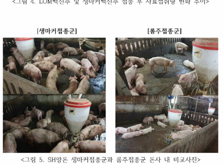 S H 양돈 생마커접종군과 롬주접종군 돈사 내 비교사진