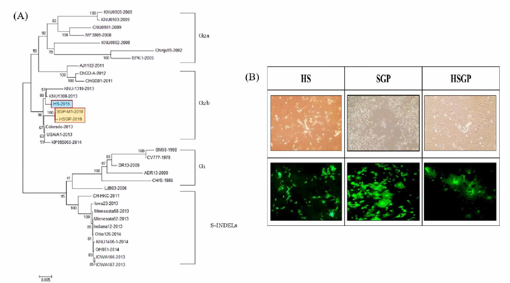 PEDV HSGP 분리 주의 com plete sp ike gene 분석에 의한 계통수 분석 결과 및 특이적 CPE 양상 (A) Complete spike gene에 대한 계통수 분석 결과, (B) 특이적 CPE 양상