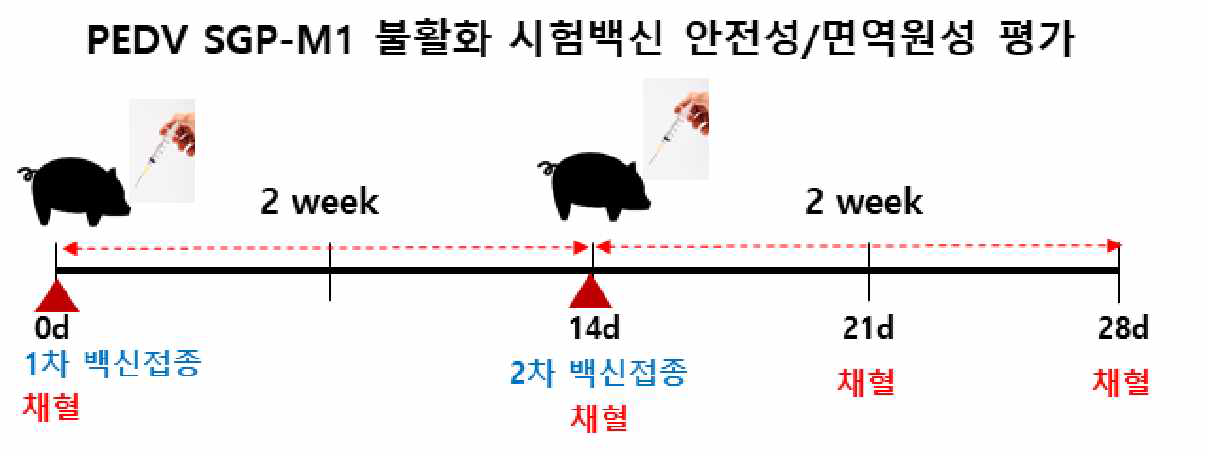 PED 불활화백신 후 보 주 (SGP-M1)를 이용한 1차 돼지 실험 일정