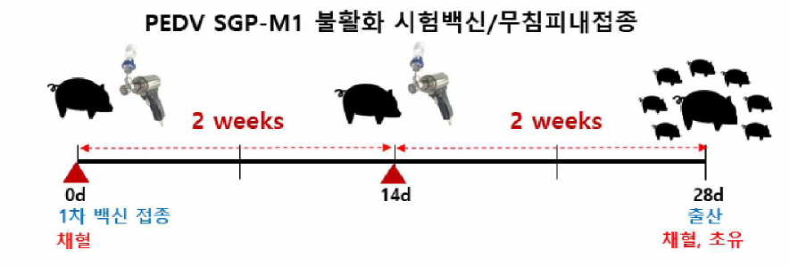 PED 무침피내용 불활학백신 후보주(SGP-M1) 임신모돈 안전성 실험 일정