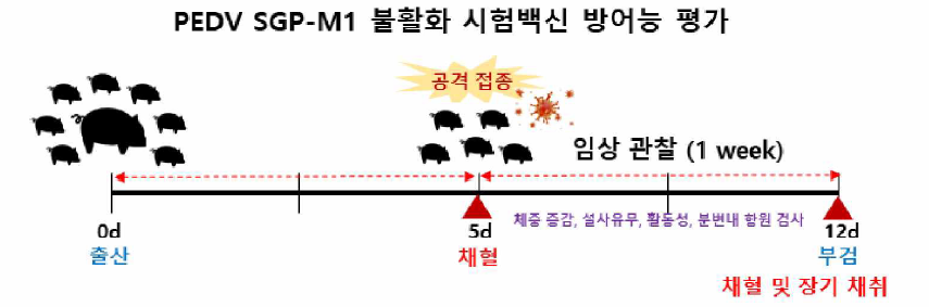 PED 피내접종용 불활화백신 후보주(SGP-M 1) 모돈 출산자돈의 방어능 평가