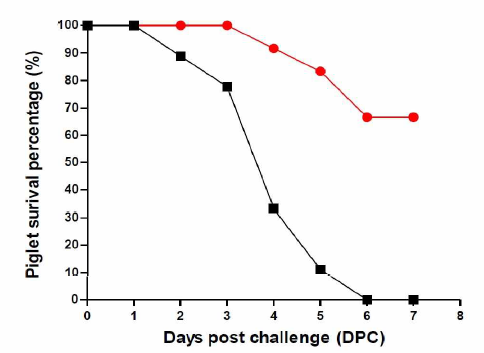PED 무침피내용 불활화백신 후보주(SGP-M1) 접종 모돈 출산4돈과 대조군 출산자돈 공격접종 후, 생존율 * Red ： 시험백신을 접종받은 임신모돈의 개체, Black ： 음성대조군 개체