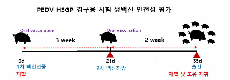 PEDV HSGP 경구용 시험 생백신을 이용한 임신모돈에 접종 실험 일정