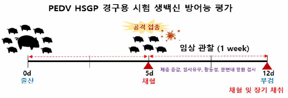 PED 경구용 생백신 후보주(HSGP) 접종 모돈 출산자돈의 방어능 평가