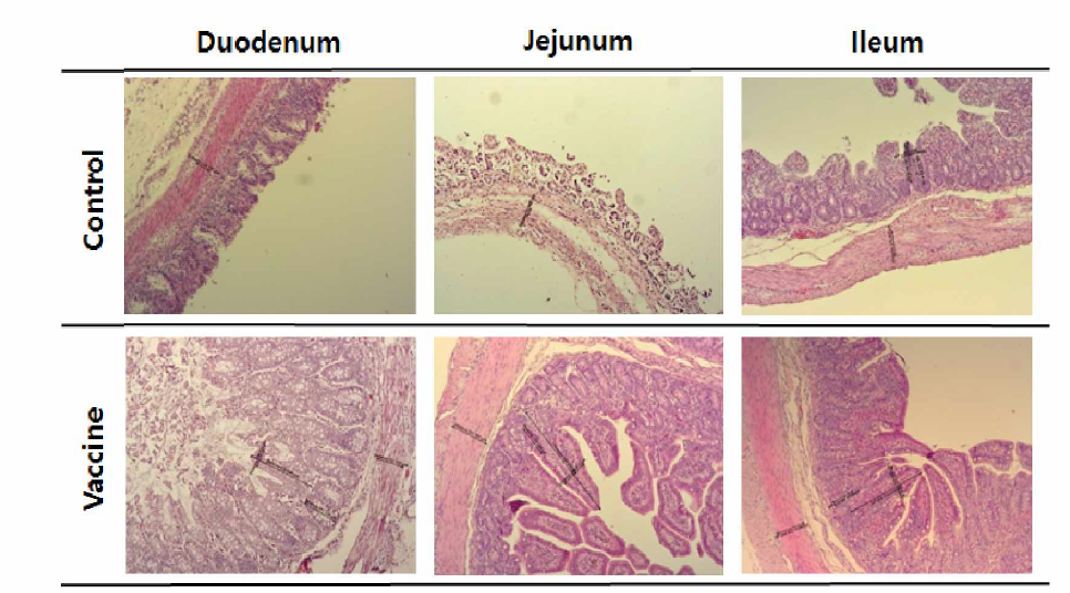 PED 경구용 생백신 후보주(H9GP) 접종 모돈 출산자돈과 대조군 출산자돈 공격접종 후，조직검사 결과 양상