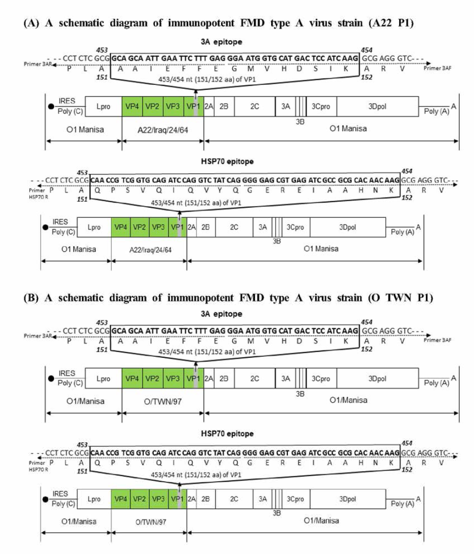 Construction of the immunopotent FMDV vaccine strains