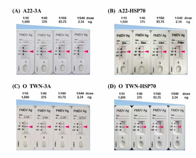 Serially diluted detection of the inactivated FMDV (A22-3A, A22-HSP70, O TWN-3A and O TWN-HSP70) antigen using a rapid test kit for type A or type O (PBM kit for type A or type O) Stnjct니ral proteins (SPs) of p니rified antigen expression of cells infected with imm니nopotent recombinant FMDV A22-3A, A-22HSP70, O TWN-3A and O TWN-HSP70 were confirmed by rapid antigen kits (PBM kit) showing band formation for SPs and no band formation for non-stnjct니ral proteins (NSPs) of FMDV