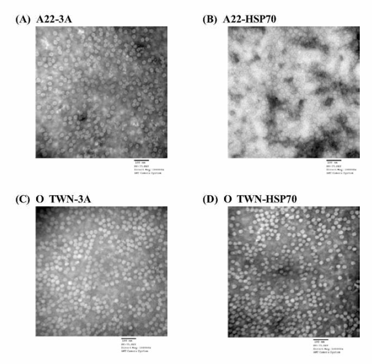 Electron microscopic examination of inactivated antigen of immunopotent FMD vaccine strain The vims particle (146S) was characterized by transmission electron microscope (TEM) imaging