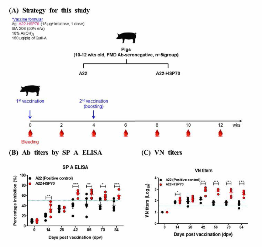 Immunopotent FMDV, A22-HSP70 mediated long-lasting memory response in pigs The data represent the mean土SEM of triplicate meas니rements; statistical analyses were performed using two-way ANOVA with Bonferroni correction; *p < 0.05; **p < 0.01; ***p < 0.001