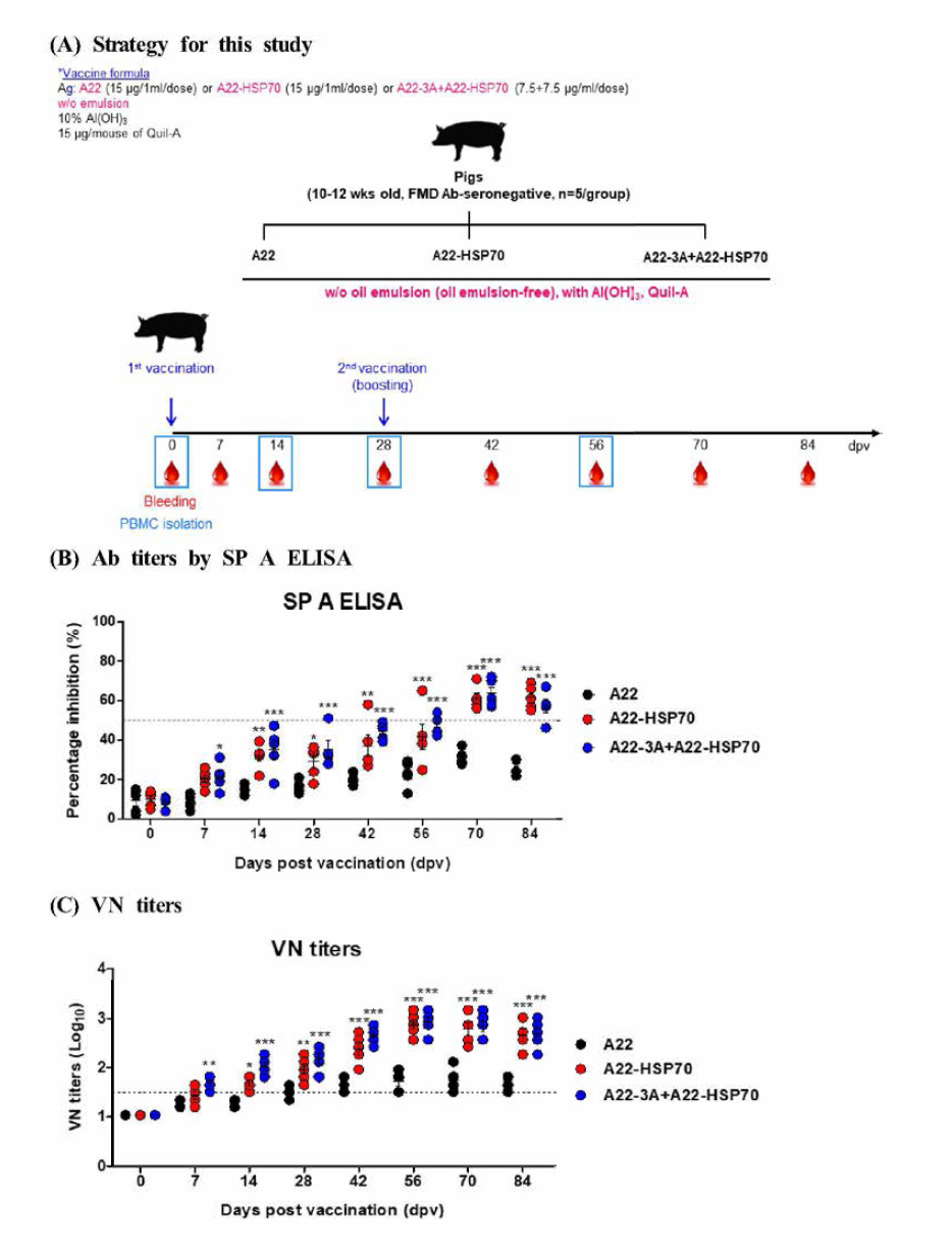 A22-3A and A22-HSP70 mediated an immune response in pigs The data represent the means土SEM of triplicate meas니rements (n=5/gro니p); statistical analyses were performed 니sing two-way ANOVA with Bonferroni correction; *p < 0.05; **p < 0.01; ***p < 0.001