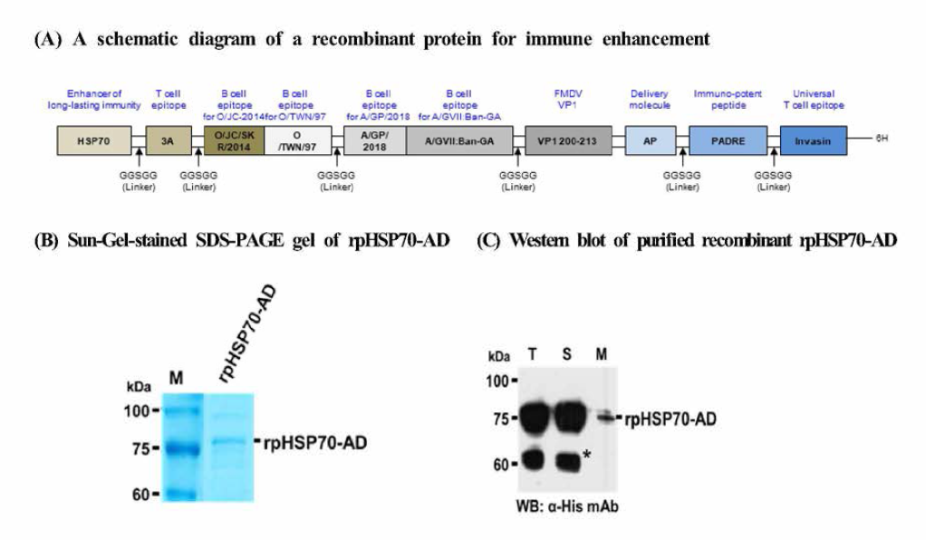 A schematic diagram of the novel immunopotent porcine recombinant protein， ipHSP70-AD