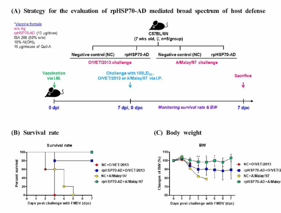 rpHSP70-AD induced a broad spectrum of host protection against FMDV O (O/VET/2013) or FMDV A (A/Malay/97) infection in mice