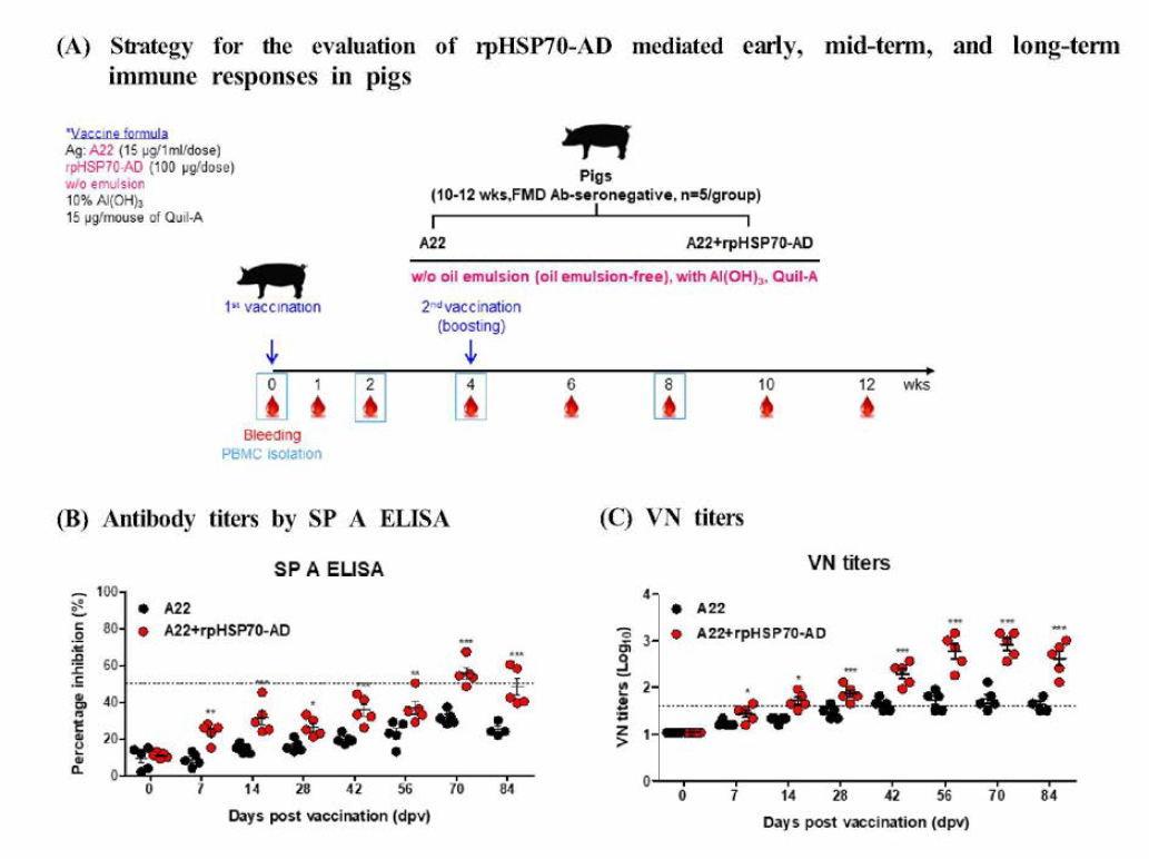 rpHSP70-AD mediates early, mid-term, and long-term immune responses in pigs The data are represented ad the mean土SEM of triplicate meas니rements (n=5/gro니p). Statistical analyses were performed 니sing two-way ANOVA followed with Bonferroni correction. *p < 0.05; **p < 0.01; ***p < 0.001