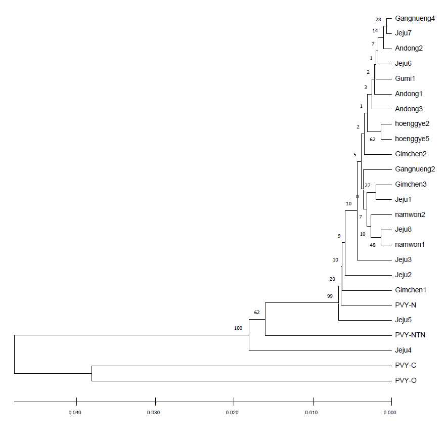 PVY CP(외피단백질) 유전자 염기서열 분석 후 유연관계 분석결과