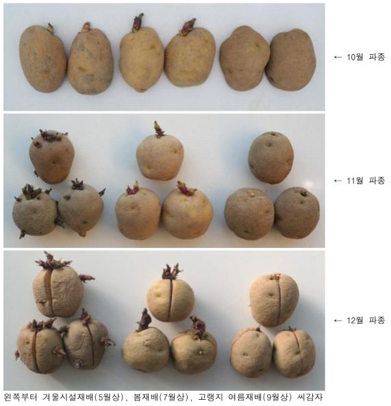 겨울시설재배에 이용되고 있는 씨감자 서령