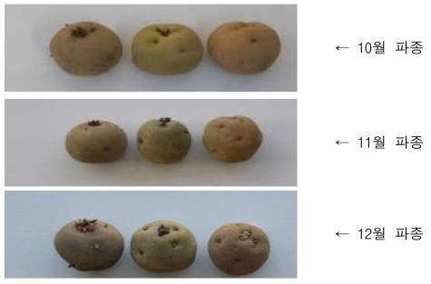 겨울시설재배에 이용되고 있는 씨감자 서령 * 왼쪽부터 겨울시설재배(5월상), 봄재배(7월상), 고랭지 여름재배(9월상) 씨감자