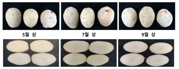 겨울시설재배에 이용되는 씨감자 서령