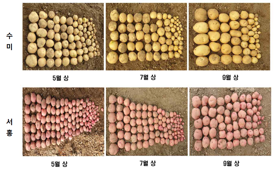 씨감자 생산시기별 감자 수량성 및 감자 괴경(5월 수확)