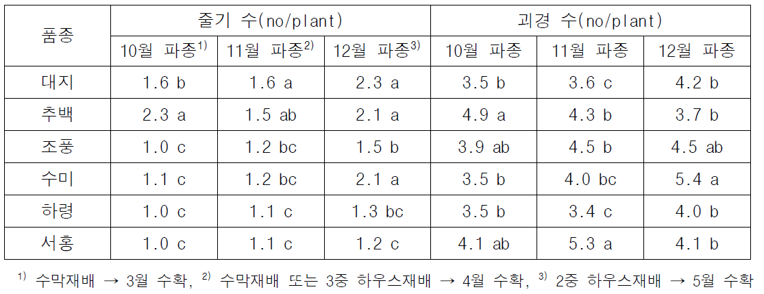 줄기 발생 및 괴경 형성