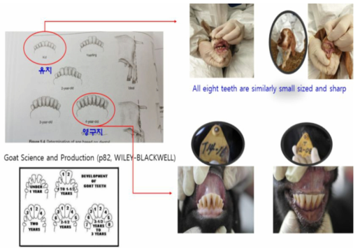 염소의 연령에 따른 유치와 영구치 구분