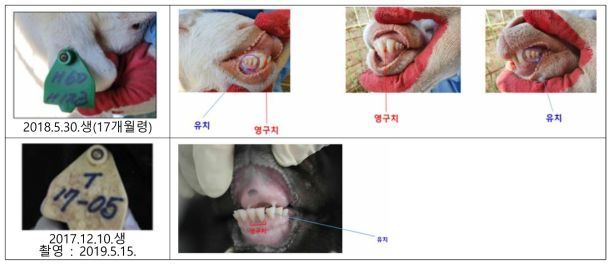 2살 이내 염소의 치아 배열 상태