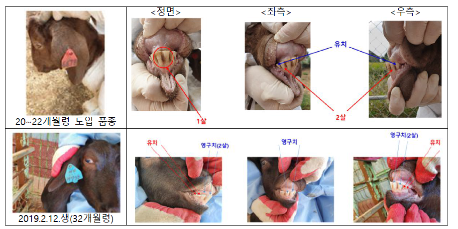 2~3살 이내 염소의 치아 배열 상태