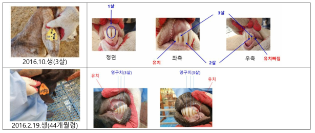 3~4살 이내 염소의 치아 배열 상태