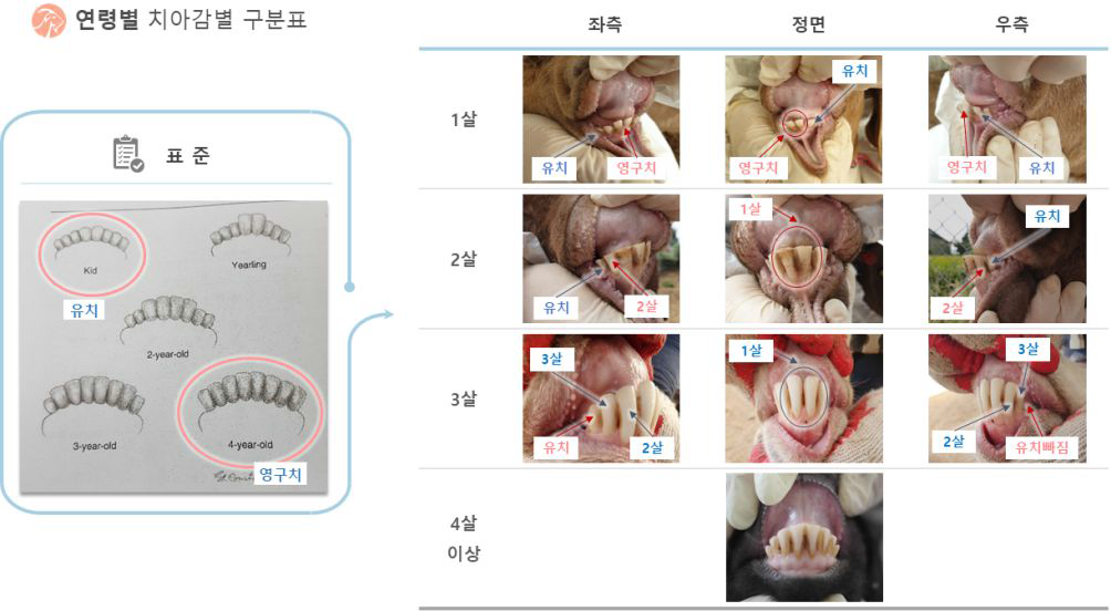 염소의 연령별 치아감별 구분표