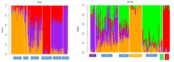 시험농장 사육 염소의 혼합도(admixture) 분석 결과