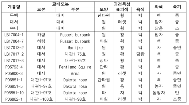 2022년도 생산력검정본시험 시험계통의 괴경특성