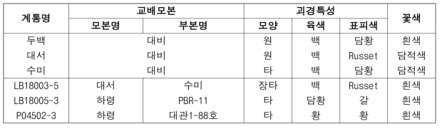 2023년도 생산력검정본시험 시험계통 괴경특성