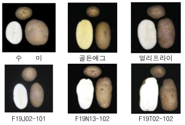 2023년 생산력 검정 본시험 장휴면(1기작) 계통의 괴경특성