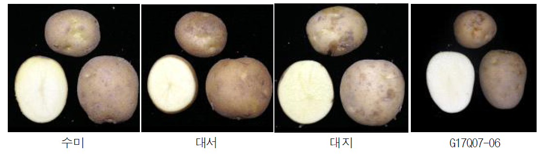 2022년 생산력검정 본시험 단휴면(2기작) 선발 계통의 괴경특성