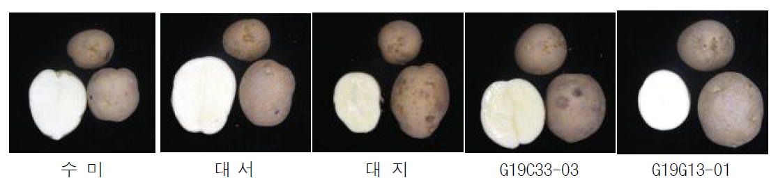 2023년 생산력검정 본시험 단휴면(2기작) 선발 계통의 괴경 특성