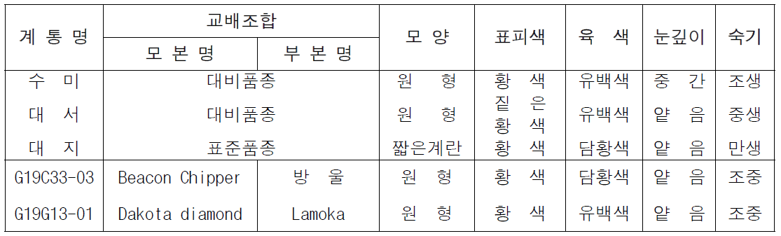 2023년 생산력검정 본시험 단휴면(2기작) 선발 계통의 괴경특성