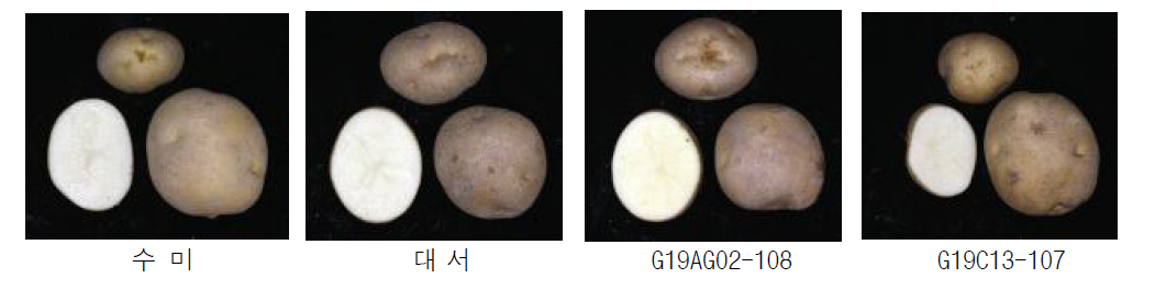 2023년 생산력 검정 본시험 장휴면(1기작) 선발 계통의 괴경특성