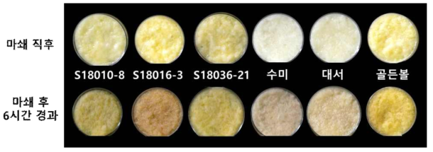 2022년도 생산력검정예비시험 주요 선발계통의 마쇄후 6시간 경과 시 갈변양상 비교