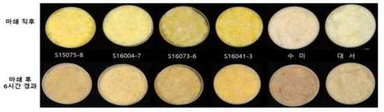 생산력검정본시험 주요 계통의 마쇄후 6시간 경과후 갈변양상 비교