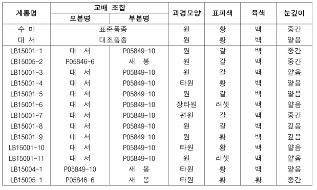 2019년도 생산력검정예비시험 시험계통 괴경형질 특성