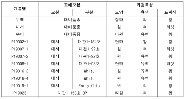 2023년도 생산력검정예비시험 시험계통 괴경특성