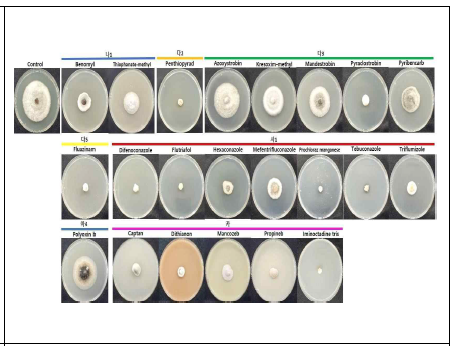 한천희석법으로 살균제들의 탄저병 균주 생장 억제 효과