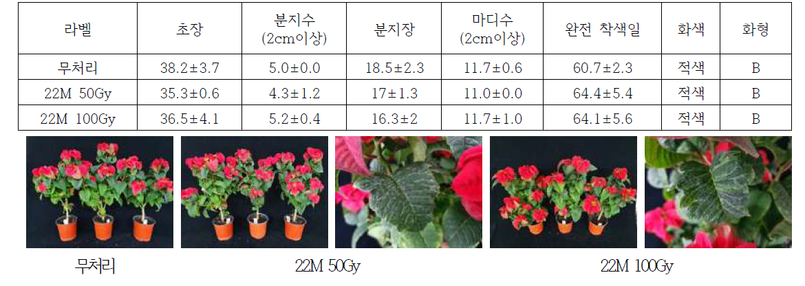 2022년 방사선 처리 강도에 따른 ‘레드볼’ 생육 및 변이 발생 정도